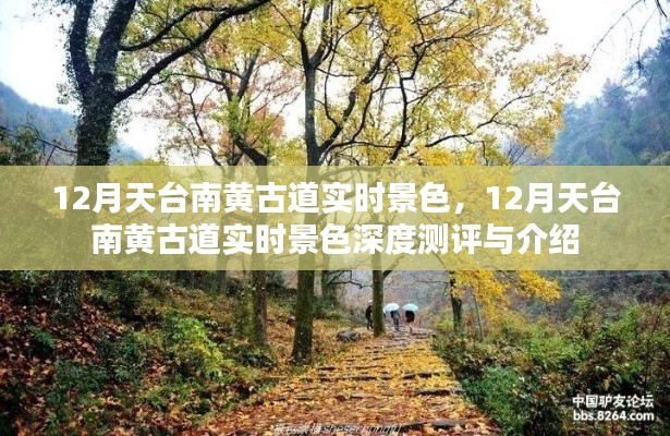 12月天台南黄古道实时景色深度解析与美丽展现