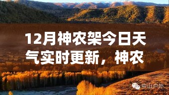 神农架深处宝藏揭秘，12月天气与小巷特色小店的奇妙交融