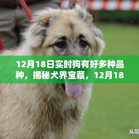 揭秘犬界宝藏，犬类品种的多样性与实时了解（12月18日）