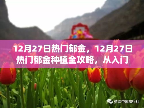 12月27日热门郁金种植指南，从入门到精通的全面步骤