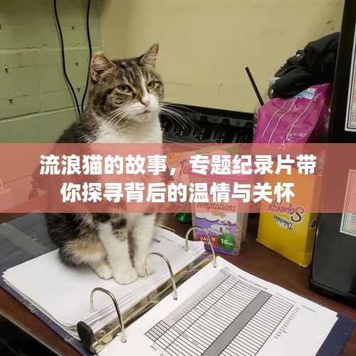 流浪猫的故事，专题纪录片带你探寻背后的温情与关怀