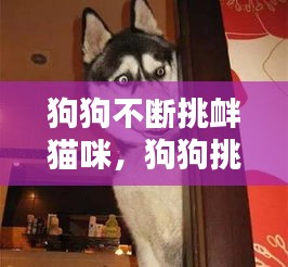 狗狗不断挑衅猫咪，狗狗挑衅的动作 