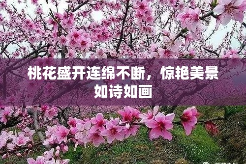 桃花盛开连绵不断，惊艳美景如诗如画