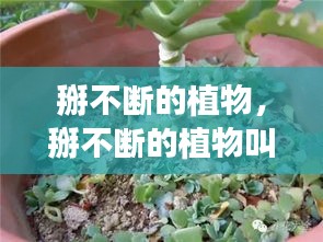 掰不断的植物，掰不断的植物叫红什么 