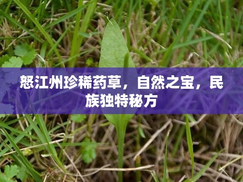 怒江州珍稀药草，自然之宝，民族独特秘方