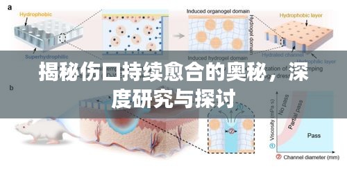 揭秘伤口持续愈合的奥秘，深度研究与探讨