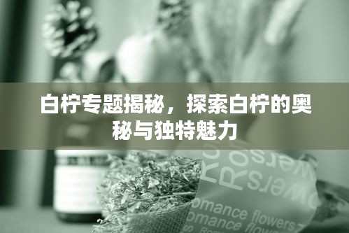 白柠专题揭秘，探索白柠的奥秘与独特魅力