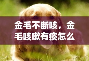 金毛不断咳，金毛咳嗽有痰怎么治疗 