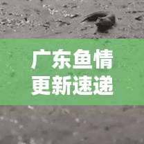 广东鱼情更新速递，今日最新动态一网打尽！