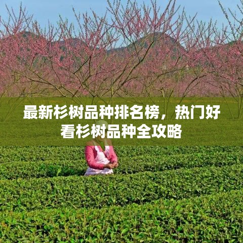 最新杉树品种排名榜，热门好看杉树品种全攻略