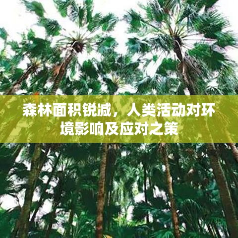 森林面积锐减，人类活动对环境影响及应对之策