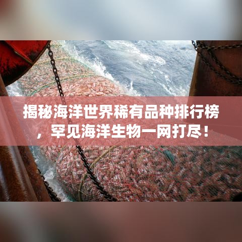 揭秘海洋世界稀有品种排行榜，罕见海洋生物一网打尽！