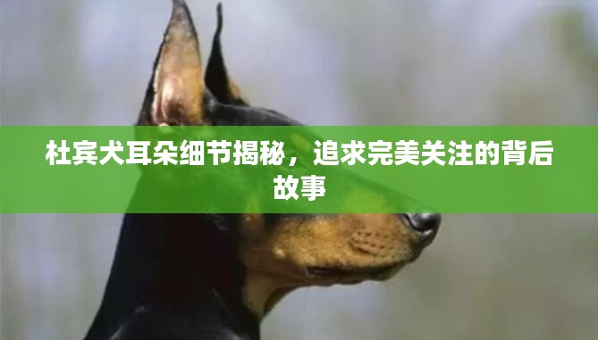 杜宾犬耳朵细节揭秘，追求完美关注的背后故事