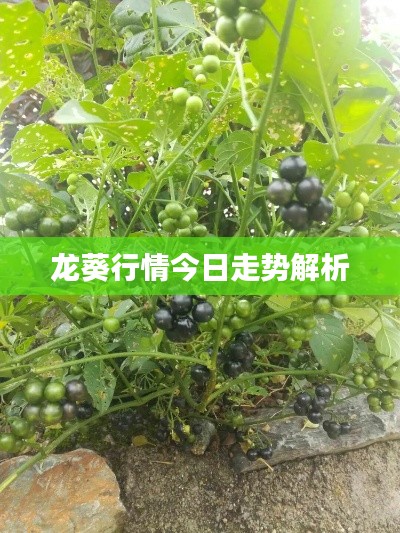 龙葵行情今日走势解析