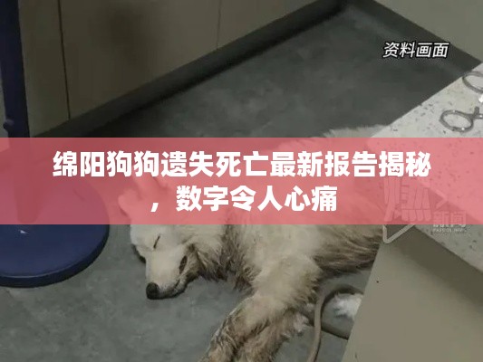 绵阳狗狗遗失死亡最新报告揭秘，数字令人心痛