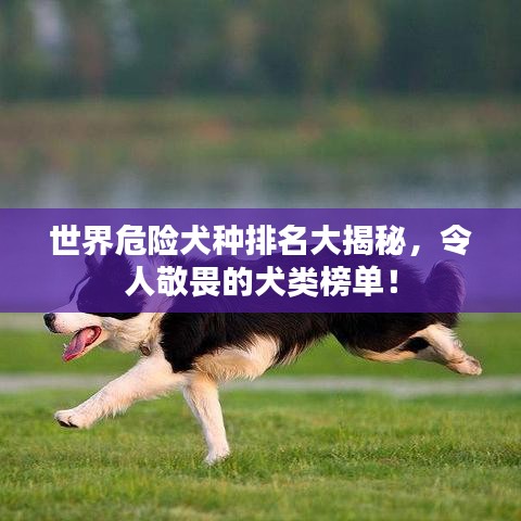 世界危险犬种排名大揭秘，令人敬畏的犬类榜单！