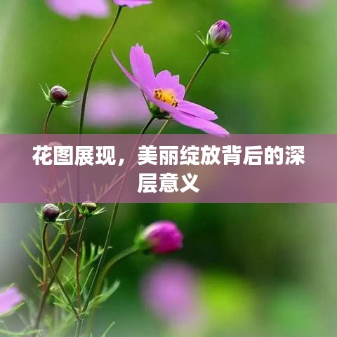 花图展现，美丽绽放背后的深层意义