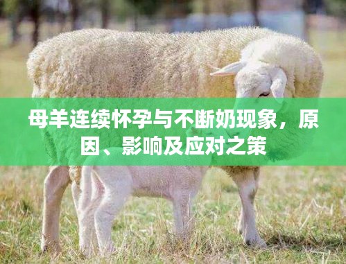 母羊连续怀孕与不断奶现象，原因、影响及应对之策