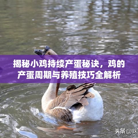 揭秘小鸡持续产蛋秘诀，鸡的产蛋周期与养殖技巧全解析