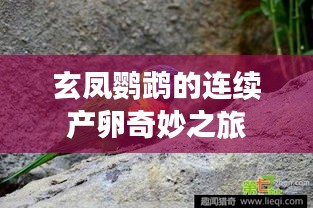 玄凤鹦鹉的连续产卵奇妙之旅