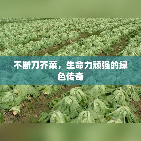 不断刀芥菜，生命力顽强的绿色传奇