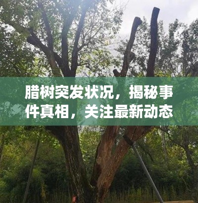 腊树突发状况，揭秘事件真相，关注最新动态