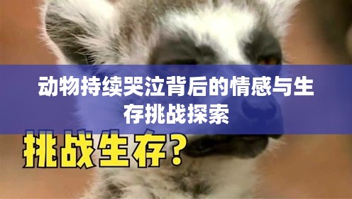 动物持续哭泣背后的情感与生存挑战探索