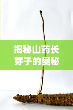 揭秘山药长芽子的奥秘，探寻山药生长的秘密