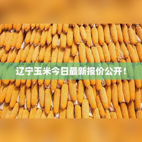 辽宁玉米今日最新报价公开！