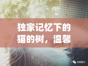 独家记忆下的猫的树，温馨故事等你探索