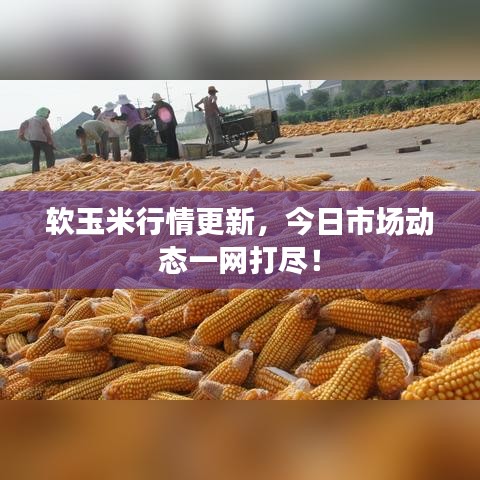 软玉米行情更新，今日市场动态一网打尽！